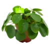 Pilea Peperomioides - Pannenkoekenplant - P15 H25 - Kamerplant -uinbenodigdheden Verkoop 2024 pilea peperomioides pannenkoekenplant p15 h25 4
