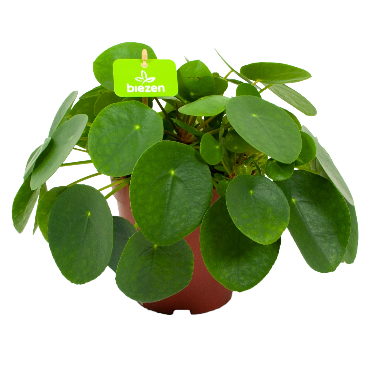 Pilea Peperomioides - Pannenkoekenplant - P15 H25 - Kamerplant 3 Pilea Peperomioides - Pannenkoekenplant - P15 H25 - Kamerplant