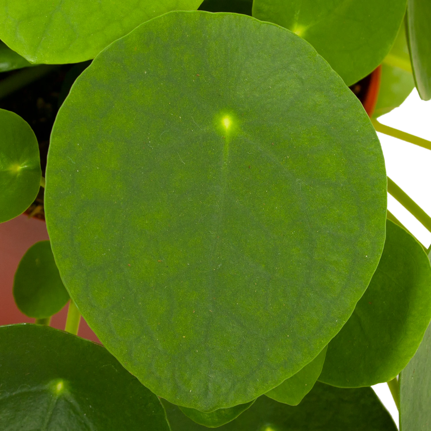 Pilea Peperomioides - Pannenkoekenplant - P15 H25 - Kamerplant 4 Pilea Peperomioides - Pannenkoekenplant - P15 H25 - Kamerplant - Image 2