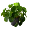 Pilea Peperomioides - Pannenkoekenplant - P17 H35 - Kamerplant -uinbenodigdheden Verkoop 2024 pilea peperomioides pannenkoekenplant p17 h35 1