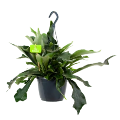 Platycerium Bifurcatum - Hertshoornvaren - In Hangpot - P17 H35 - Kamerplant