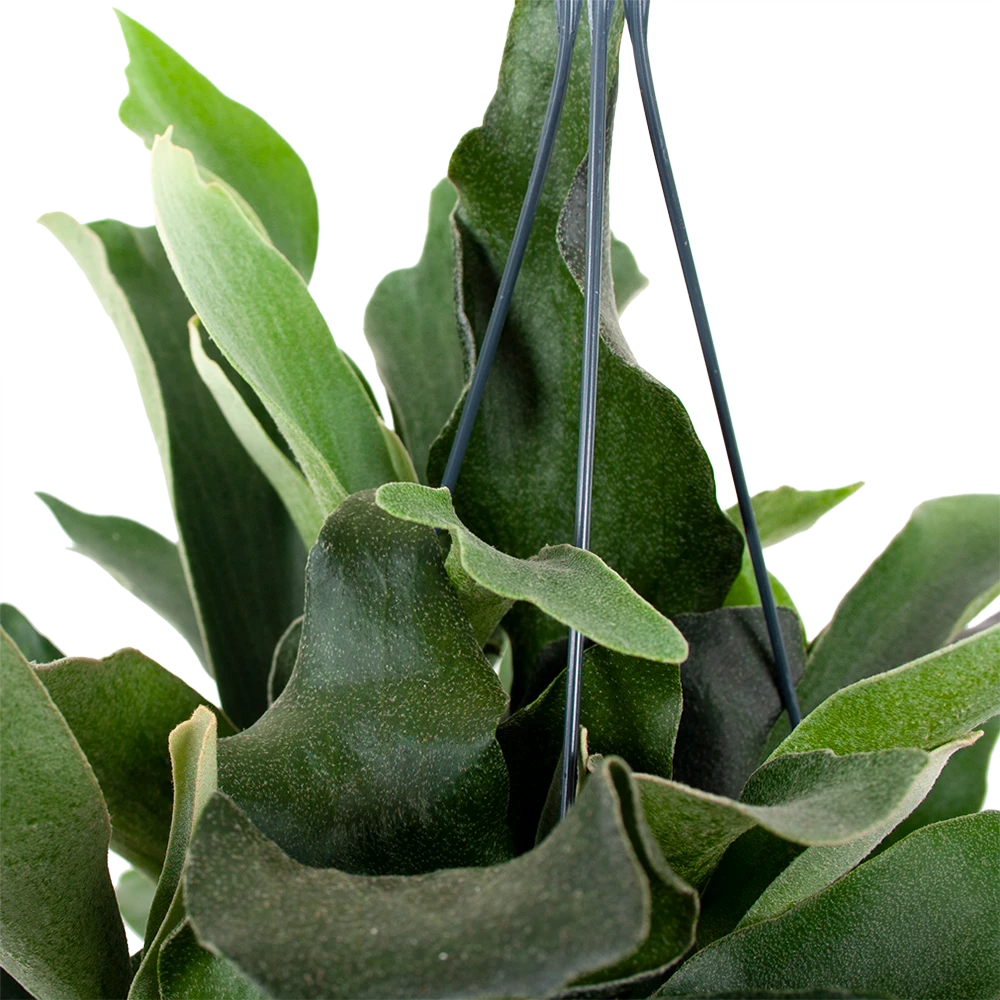 Platycerium Bifurcatum - Hertshoornvaren - In Hangpot - P17 H35 - Kamerplant 4 Platycerium Bifurcatum - Hertshoornvaren - In Hangpot - P17 H35 - Kamerplant - Image 2