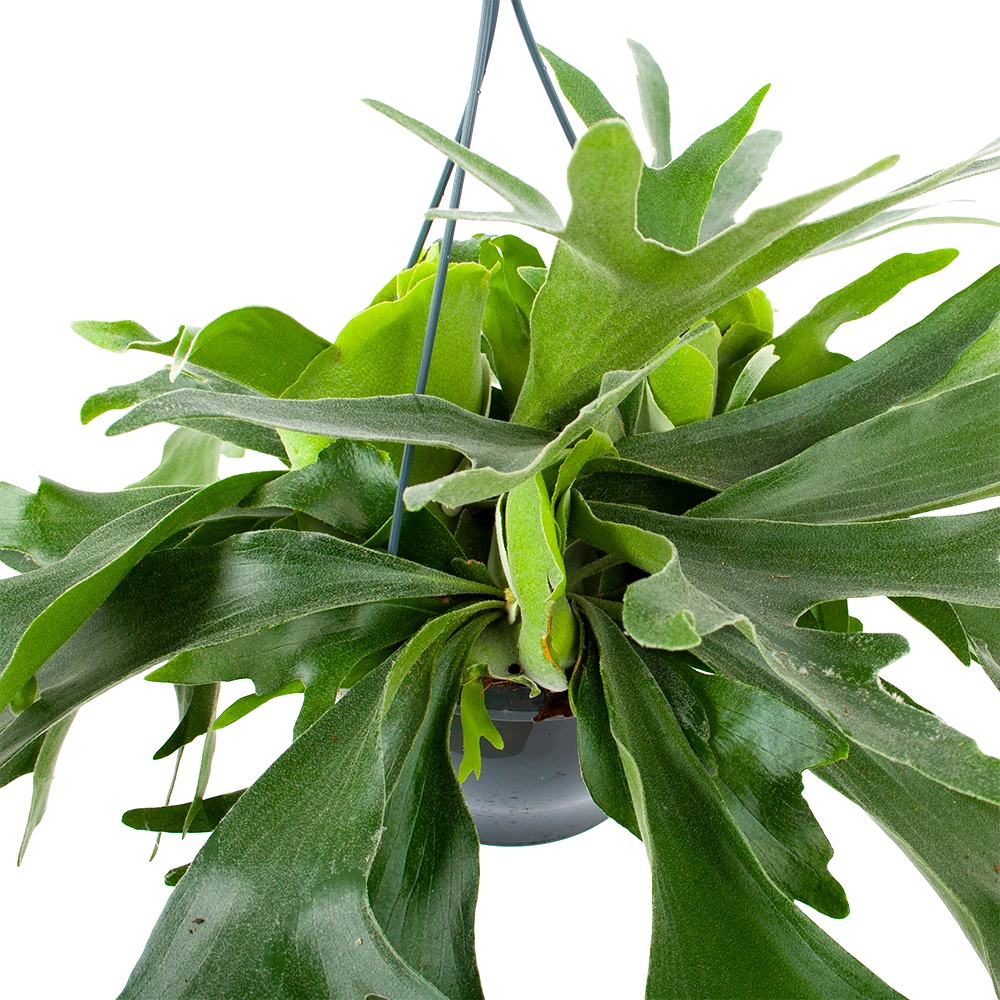 Platycerium Bifurcatum - Hertshoornvaren - In Hangpot - P21 H60 - Kamerplant 4 Platycerium Bifurcatum - Hertshoornvaren - In Hangpot - P21 H60 - Kamerplant - Image 2