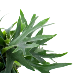 Platycerium Bifurcatum - Hertshoornvaren - In Hangpot - P21 H60 - Kamerplant 8 Platycerium Bifurcatum - Hertshoornvaren - In Hangpot - P21 H60 - Kamerplant -uinbenodigdheden Verkoop 2024 platycerium bifurcatum hertshoornvaren in hangpot p21 h60 6