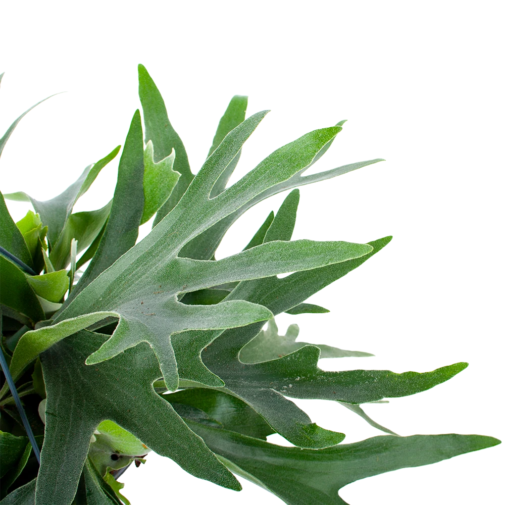 Platycerium Bifurcatum - Hertshoornvaren - In Hangpot - P21 H60 - Kamerplant 5 Platycerium Bifurcatum - Hertshoornvaren - In Hangpot - P21 H60 - Kamerplant - Image 3