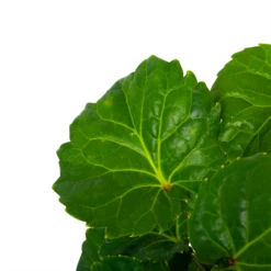 Polyscias Fabian - Aralia - P19 H65 - Kamerplant -uinbenodigdheden Verkoop 2024 polyscias fabian aralia p19 h65 5