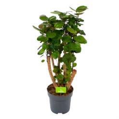 Polyscias Fabian - Aralia - P24 H100 - Kamerplant