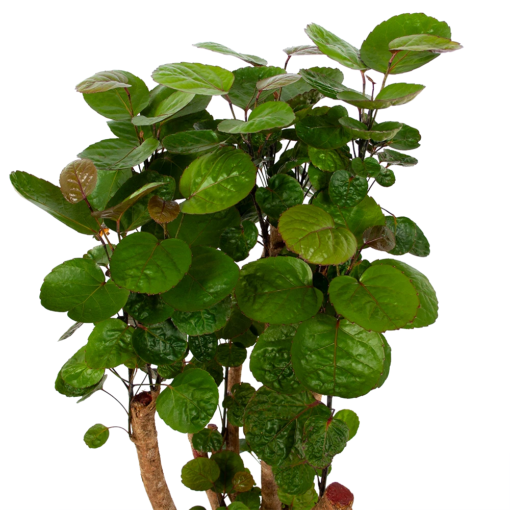 Polyscias Fabian - Aralia - P24 H100 - Kamerplant 4 Polyscias Fabian - Aralia - P24 H100 - Kamerplant - Image 2