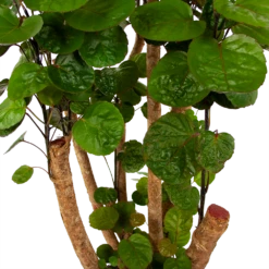 Polyscias Fabian - Aralia - P24 H100 - Kamerplant 8 Polyscias Fabian - Aralia - P24 H100 - Kamerplant -uinbenodigdheden Verkoop 2024 polyscias fabian aralia p24 h100 6 1