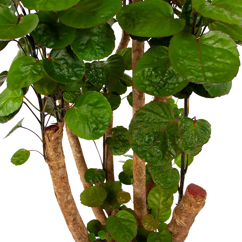 Polyscias Fabian - Aralia - P24 H100 - Kamerplant 5 Polyscias Fabian - Aralia - P24 H100 - Kamerplant - Image 3