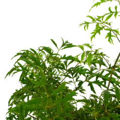 Polyscias Hawaiiana Ming - Aralia - P19 H65 - Kamerplant 6 Polyscias Hawaiiana Ming - Aralia - P19 H65 - Kamerplant -uinbenodigdheden Verkoop 2024 polyscias hawaiiana ming aralia p19 h65 5