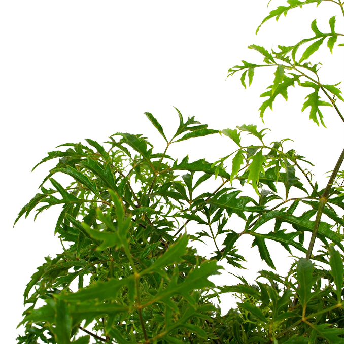 Polyscias Hawaiiana Ming - Aralia - P19 H65 - Kamerplant 4 Polyscias Hawaiiana Ming - Aralia - P19 H65 - Kamerplant - Image 2