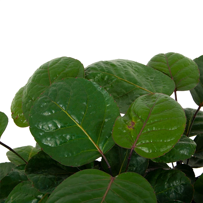 Polyscias Lemon - Aralia - P19 H65 - Kamerplant 4 Polyscias Lemon - Aralia - P19 H65 - Kamerplant - Image 2