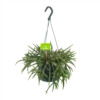 Rhipsalis Baccifera - In Hangpot - P17 H40 - Kamerplant -uinbenodigdheden Verkoop 2024 rhipsalis baccifera in hangpot p17 h40 1