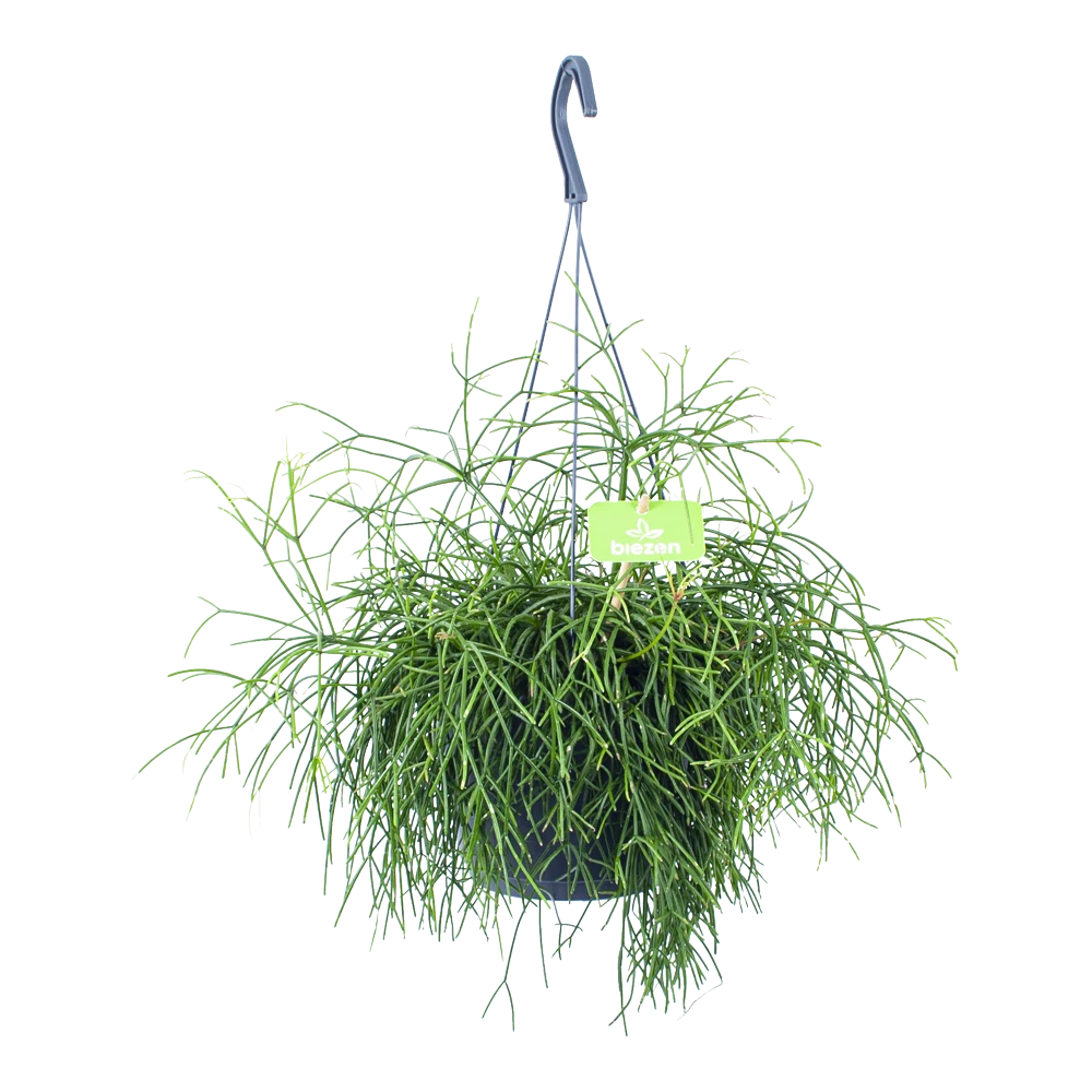 Rhipsalis Cassutha - Koraalcactus - In Hangpot - P17 H40 - Kamerplant 3 Rhipsalis Cassutha - Koraalcactus - In Hangpot - P17 H40 - Kamerplant