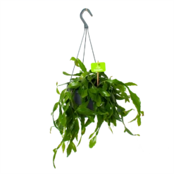 Rhipsalis Elliptica - In Hangpot - P17 H40 - Kamerplant