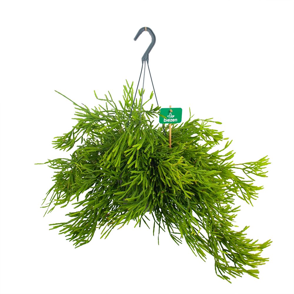 Rhipsalis Ewaldiana - In Hangpot - P17 H40 - Kamerplant 3 Rhipsalis Ewaldiana - In Hangpot - P17 H40 - Kamerplant