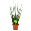 Sansevieria Fernwoord Mikado - Vrouwentong - P14 H55 - Kamerplant 2 Sansevieria Fernwoord Mikado - Vrouwentong - P14 H55 - Kamerplant -uinbenodigdheden Verkoop 2024 sansevieria fernwoord mikado vrouwentong p14 h55 4