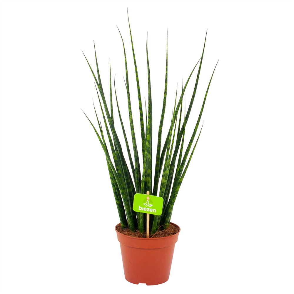 Sansevieria Fernwoord Mikado - Vrouwentong - P14 H55 - Kamerplant 3 Sansevieria Fernwoord Mikado - Vrouwentong - P14 H55 - Kamerplant