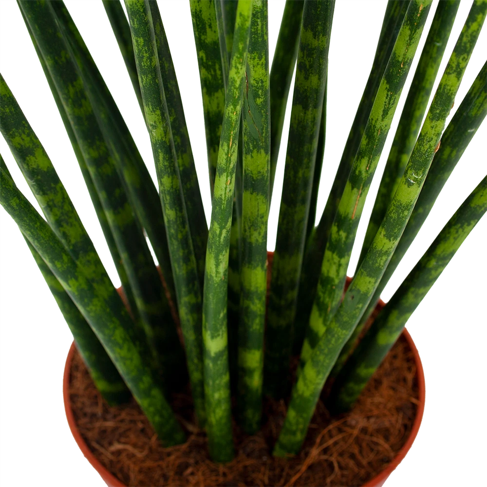 Sansevieria Fernwoord Mikado - Vrouwentong - P14 H55 - Kamerplant 4 Sansevieria Fernwoord Mikado - Vrouwentong - P14 H55 - Kamerplant - Image 2
