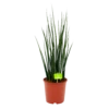 Sansevieria Fernwoord Mikado - Vrouwentong - P19 H75 - Kamerplant 2 Sansevieria Fernwoord Mikado - Vrouwentong - P19 H75 - Kamerplant -uinbenodigdheden Verkoop 2024 sansevieria fernwoord mikado vrouwentong p19 h75 1 2