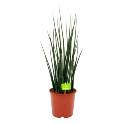 Sansevieria Fernwoord Mikado - Vrouwentong - P19 H75 - Kamerplant