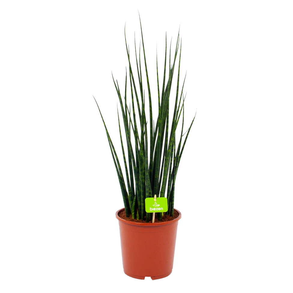 Sansevieria Fernwoord Mikado - Vrouwentong - P19 H75 - Kamerplant 3 Sansevieria Fernwoord Mikado - Vrouwentong - P19 H75 - Kamerplant