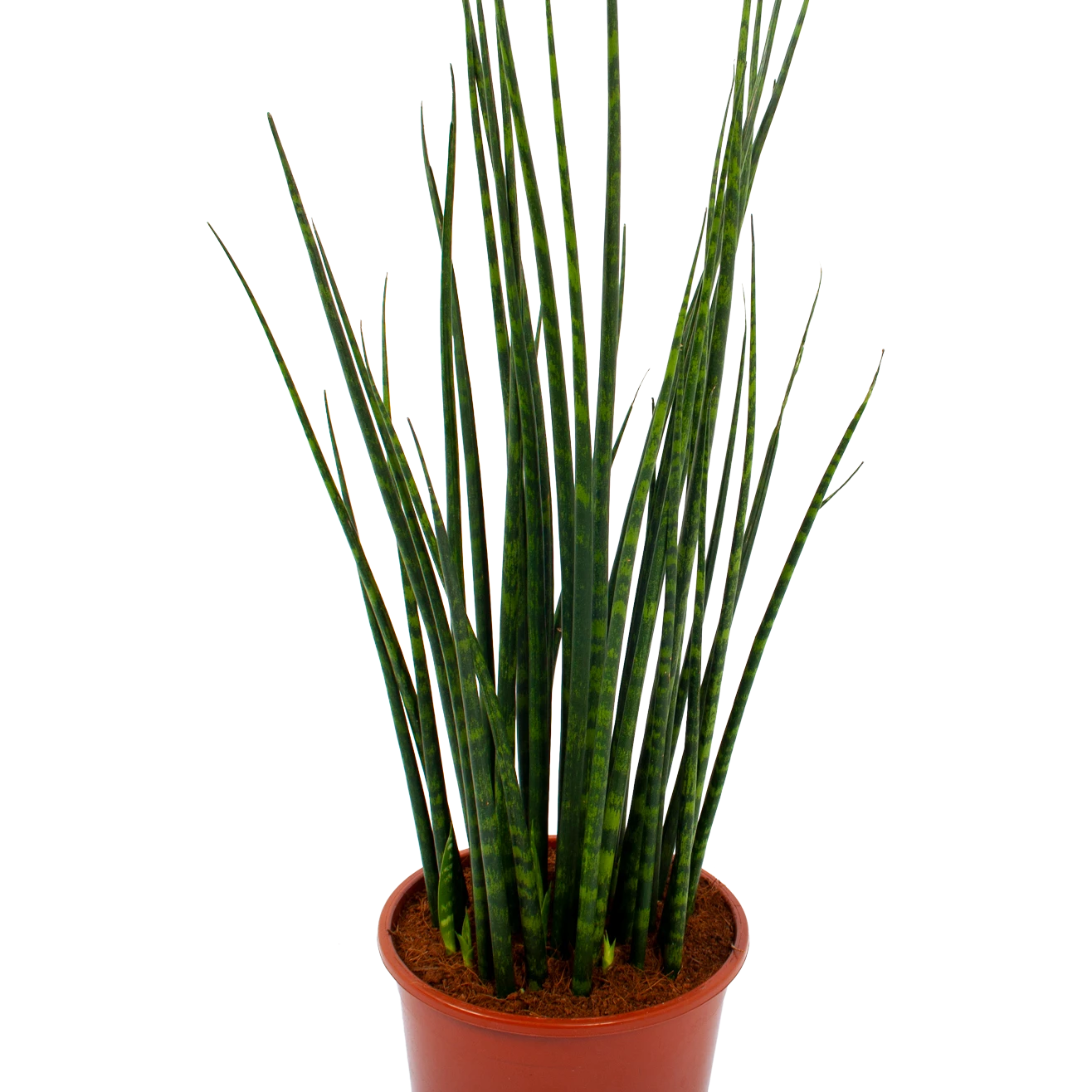 Sansevieria Fernwoord Mikado - Vrouwentong - P19 H75 - Kamerplant 4 Sansevieria Fernwoord Mikado - Vrouwentong - P19 H75 - Kamerplant - Image 2