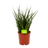 Sansevieria Fernwoord Punk - Vrouwentong - P14 H45 - Kamerplant 1 Sansevieria Fernwoord Punk - Vrouwentong - P14 H45 - Kamerplant -uinbenodigdheden Verkoop 2024 sansevieria fernwoord punk vrouwentong p14 h45 1 2