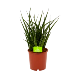 Sansevieria Fernwoord Punk - Vrouwentong - P14 H45 - Kamerplant