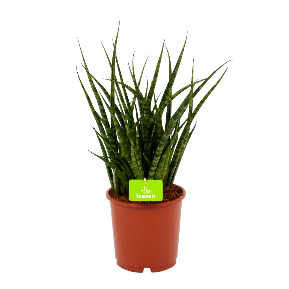 Sansevieria Fernwoord Punk - Vrouwentong - P14 H45 - Kamerplant 3 Sansevieria Fernwoord Punk - Vrouwentong - P14 H45 - Kamerplant