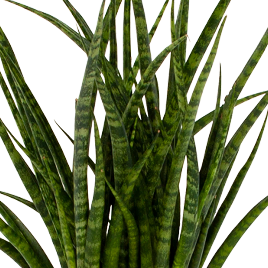 Sansevieria Fernwoord Punk - Vrouwentong - P14 H45 - Kamerplant 4 Sansevieria Fernwoord Punk - Vrouwentong - P14 H45 - Kamerplant - Image 2