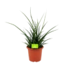 Sansevieria Fernwoord Punk - Vrouwentong - P25 H60 - Kamerplant 1 Sansevieria Fernwoord Punk - Vrouwentong - P25 H60 - Kamerplant -uinbenodigdheden Verkoop 2024 sansevieria fernwoord punk vrouwentong p25 h60 1 2