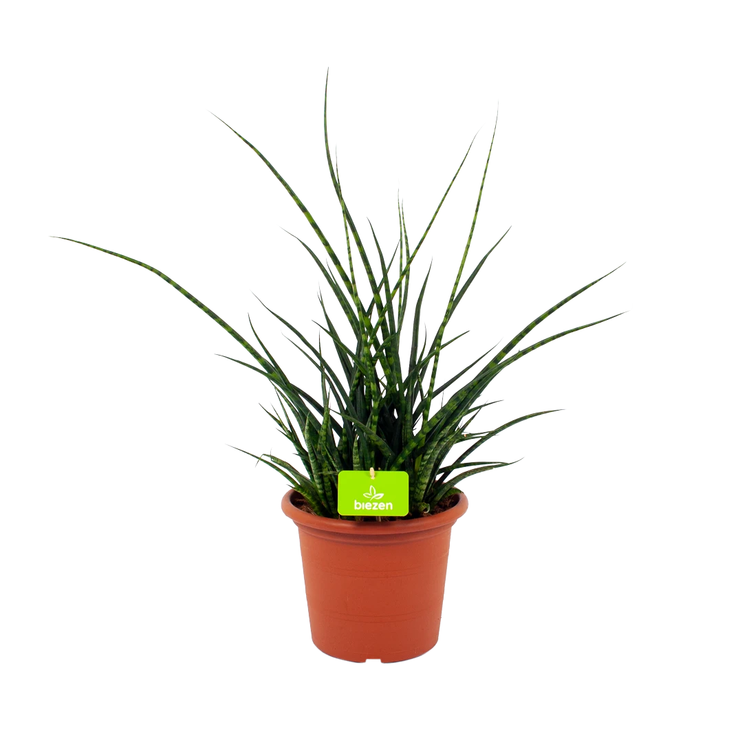 Sansevieria Fernwoord Punk - Vrouwentong - P25 H60 - Kamerplant 3 Sansevieria Fernwoord Punk - Vrouwentong - P25 H60 - Kamerplant