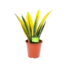 Sansevieria Gold Flame - Vrouwentong - P17 H50 - Kamerplant -uinbenodigdheden Verkoop 2024 sansevieria gold flame vrouwentong p17 h50 1