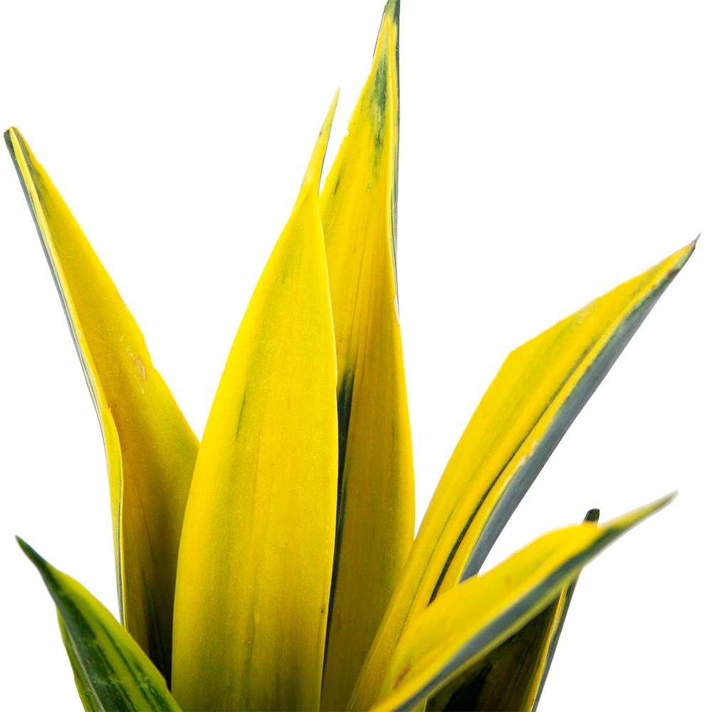 Sansevieria Gold Flame - Vrouwentong - P17 H50 - Kamerplant 4 Sansevieria Gold Flame - Vrouwentong - P17 H50 - Kamerplant - Image 2
