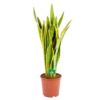 Sansevieria Laurentii - Vrouwentong - P21 H80 - Kamerplant 2 Sansevieria Laurentii - Vrouwentong - P21 H80 - Kamerplant -uinbenodigdheden Verkoop 2024 sansevieria laurentii vrouwentong p21 h80 kamerplant 1