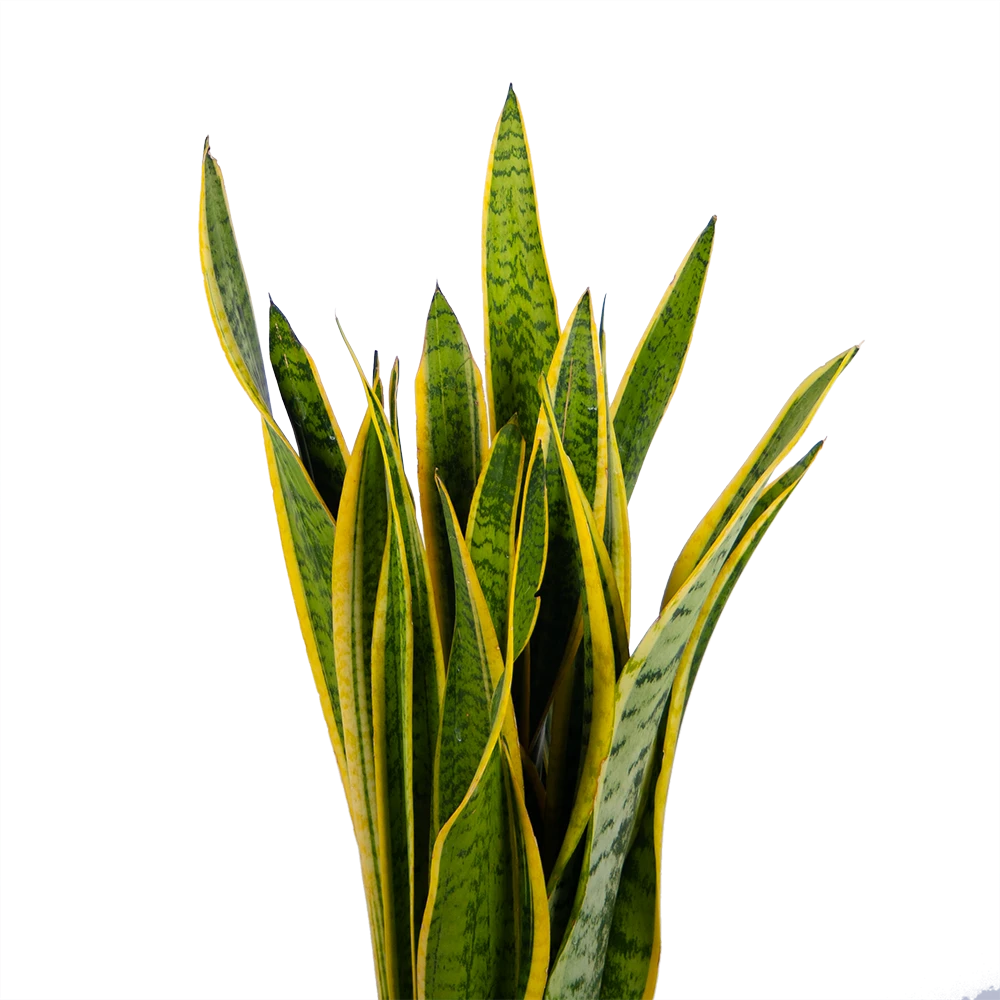 Sansevieria Laurentii - Vrouwentong - P21 H80 - Kamerplant 4 Sansevieria Laurentii - Vrouwentong - P21 H80 - Kamerplant - Image 2