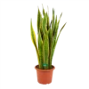 Sansevieria Laurentii - Vrouwentong - P30 H110 - Kamerplant 1 Sansevieria Laurentii - Vrouwentong - P30 H110 - Kamerplant -uinbenodigdheden Verkoop 2024 sansevieria laurentii vrouwentong p30 h110 kamerplant 1