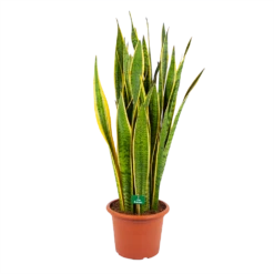 Sansevieria Laurentii - Vrouwentong - P30 H110 - Kamerplant