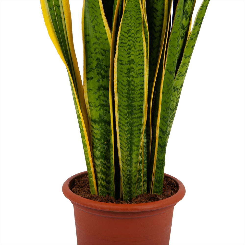 Sansevieria Laurentii - Vrouwentong - P30 H110 - Kamerplant 4 Sansevieria Laurentii - Vrouwentong - P30 H110 - Kamerplant - Image 2