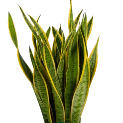 Sansevieria Laurentii - Vrouwentong - P30 H110 - Kamerplant 8 Sansevieria Laurentii - Vrouwentong - P30 H110 - Kamerplant -uinbenodigdheden Verkoop 2024 sansevieria laurentii vrouwentong p30 h110 kamerplant 3