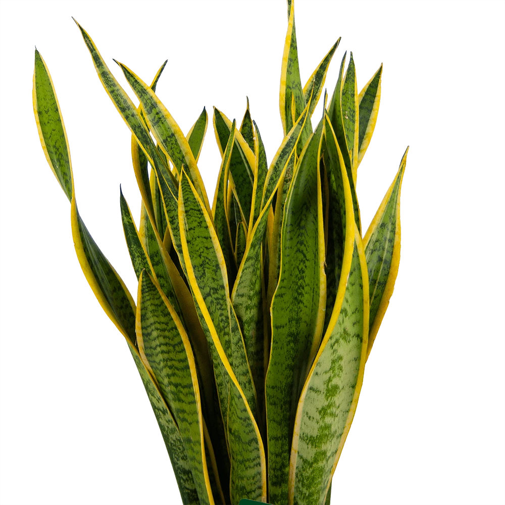 Sansevieria Laurentii - Vrouwentong - P30 H110 - Kamerplant 5 Sansevieria Laurentii - Vrouwentong - P30 H110 - Kamerplant - Image 3