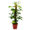 Schefflera Arboricola Gold Capella Mosstok - Vingerboom - P19 H75 - Kamerplant -uinbenodigdheden Verkoop 2024 schefflera arboricola gold capella vingerboom p19 h75 4