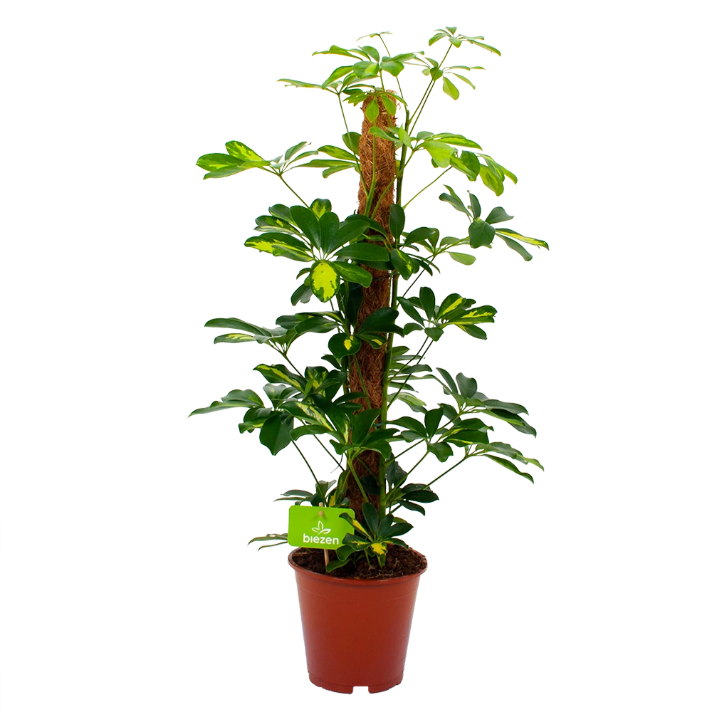 Schefflera Arboricola Gold Capella Mosstok - Vingerboom - P19 H75 - Kamerplant 3 Schefflera Arboricola Gold Capella Mosstok - Vingerboom - P19 H75 - Kamerplant