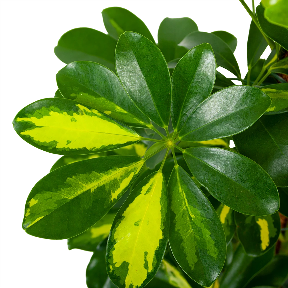 Schefflera Arboricola Gold Capella Mosstok - Vingerboom - P19 H75 - Kamerplant 4 Schefflera Arboricola Gold Capella Mosstok - Vingerboom - P19 H75 - Kamerplant - Image 2