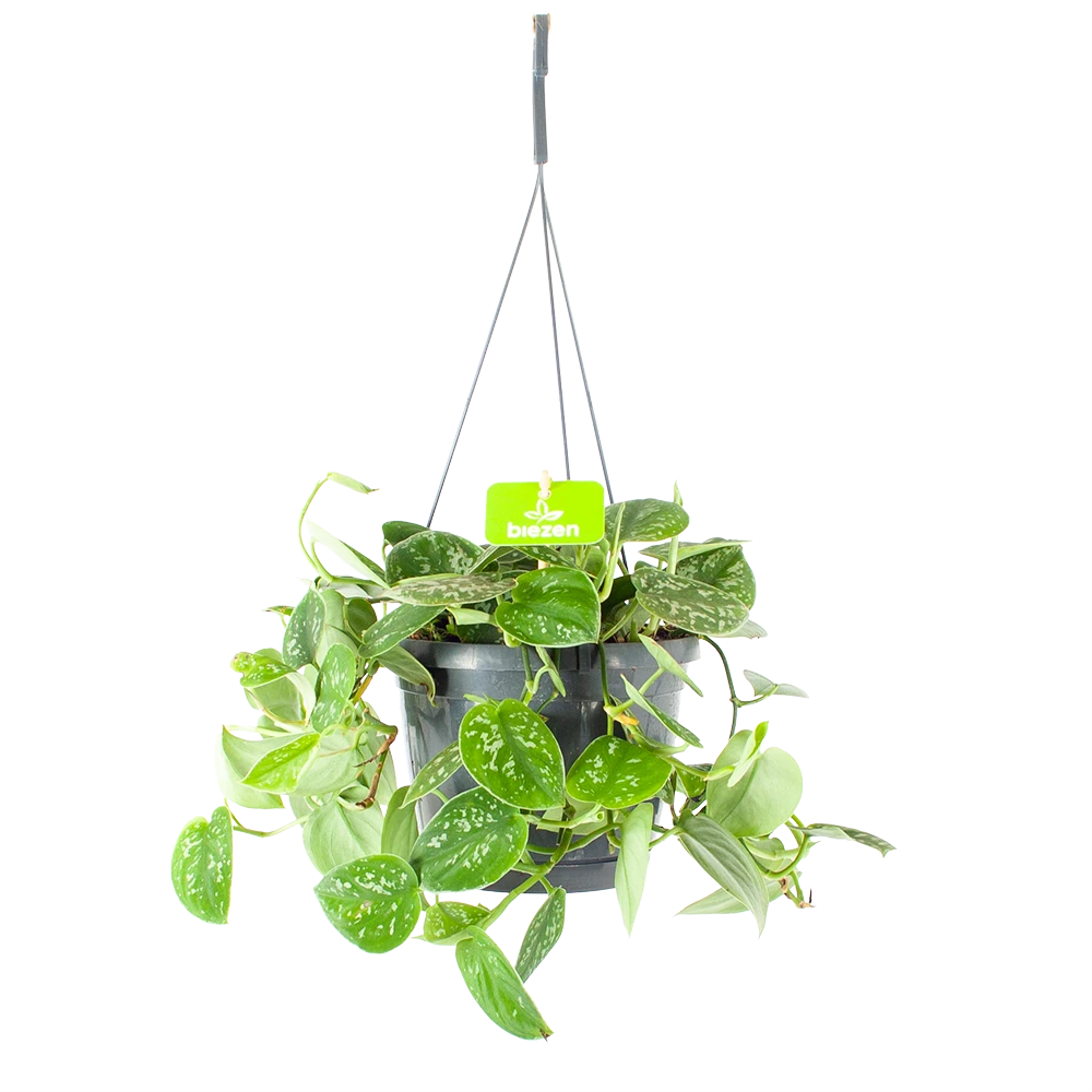 Scindapsus Pictus Argyraeus - Epipremnum - In Hangpot - P17 H40 - Kamerplant 3 Scindapsus Pictus Argyraeus - Epipremnum - In Hangpot - P17 H40 - Kamerplant