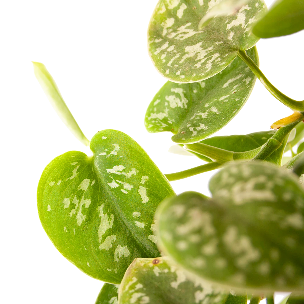 Scindapsus Pictus Argyraeus - Epipremnum - In Hangpot - P17 H40 - Kamerplant 4 Scindapsus Pictus Argyraeus - Epipremnum - In Hangpot - P17 H40 - Kamerplant - Image 2