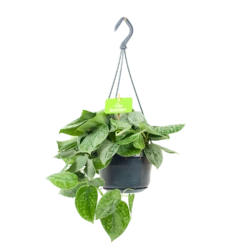 Scindapsus Pictus Silvery Ann - Epipremnum - In Hangpot - P15 H30 - Kamerplant