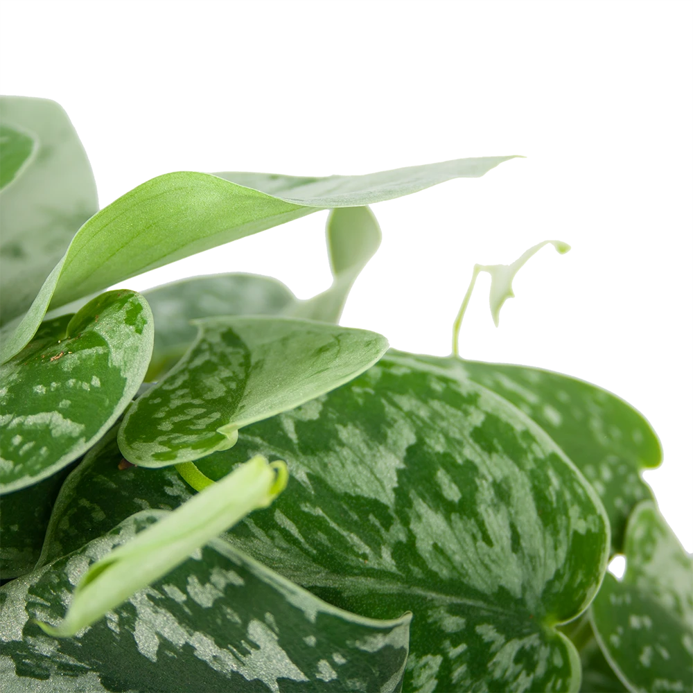 Scindapsus Pictus Silvery Ann - Epipremnum - In Hangpot - P15 H30 - Kamerplant 4 Scindapsus Pictus Silvery Ann - Epipremnum - In Hangpot - P15 H30 - Kamerplant - Image 2